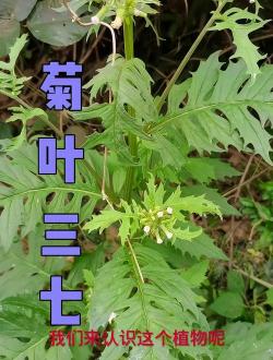 菊叶三七：一种珍贵的草药和食材