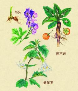 这15种“大毒花”，生活中很常见，遇见了别触碰