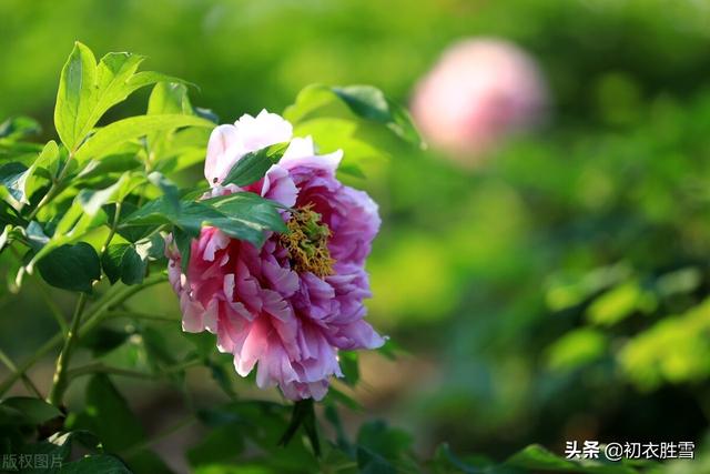 晚春牡丹花美诗9首：万户千车看牡丹，花开时节动京城