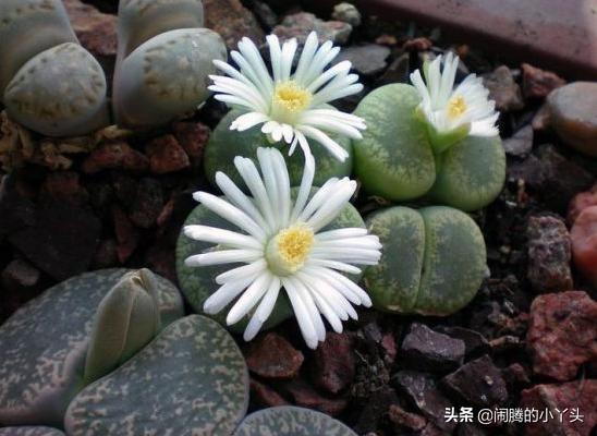 石生花奇特艳丽，生命宝石坚强语