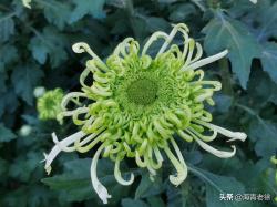 分享几种开绿色花的植物，感受清新舒适、无限生机！