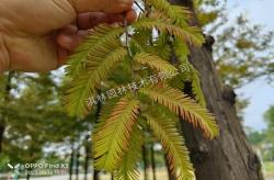 高温夏季植物浇水要点一次讲透！