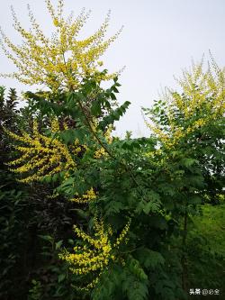 马路边常见的绿化植物有哪些？