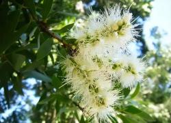 100种开花植物，随着花季，开满春夏秋冬