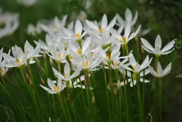 142种 · 开花植物