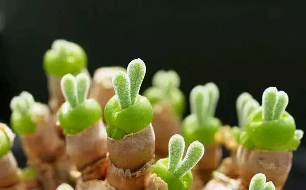 多肉植物：土和肥的配制