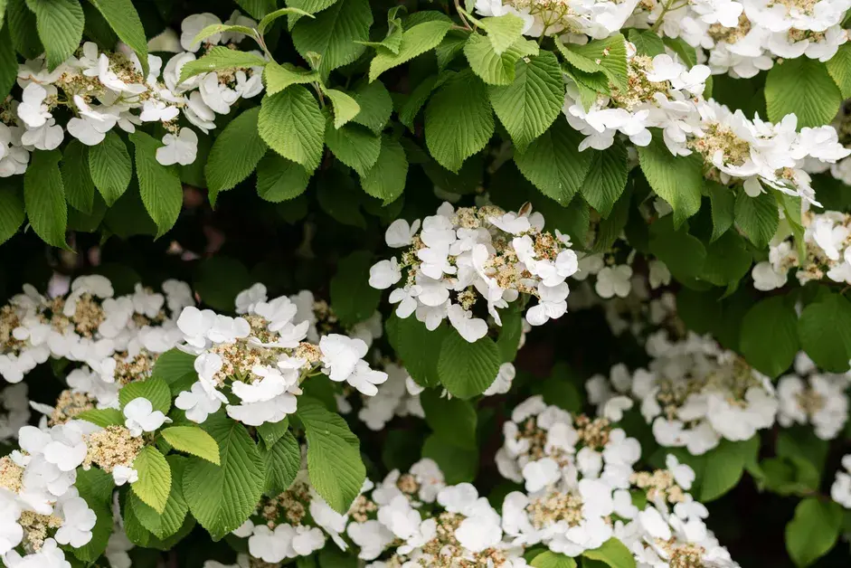 40种适合庭院花园的常见灌木植物，你认识它们吗？