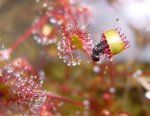 野外一种杂草真厉害，最喜欢吃“虫子”，花市卖得多可以家养