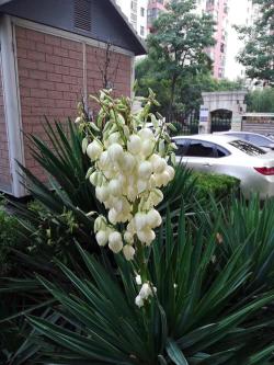 丝兰～叶片似剑，花色玉白，芳香四溢，是花叶俱佳的观赏花木