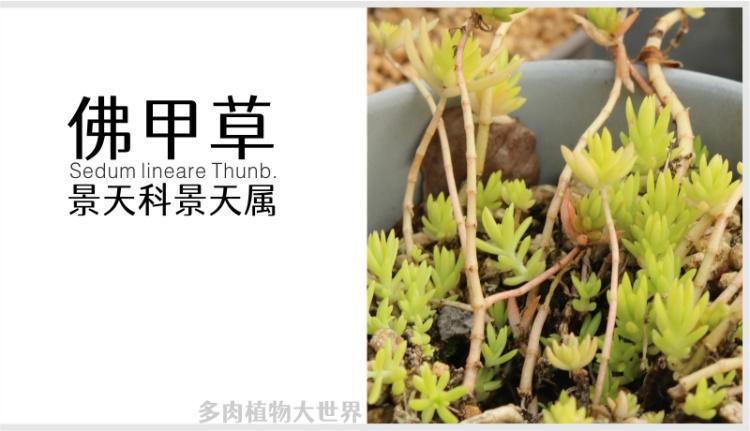 「佛甲草」景天科景天属的多肉植物，黄色系多肉，护盆草品种之一