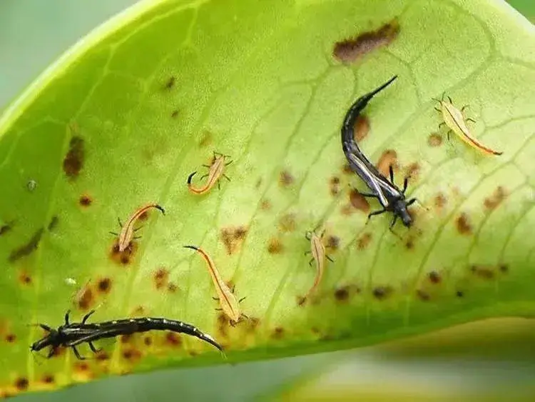 植物常见病虫害的防治