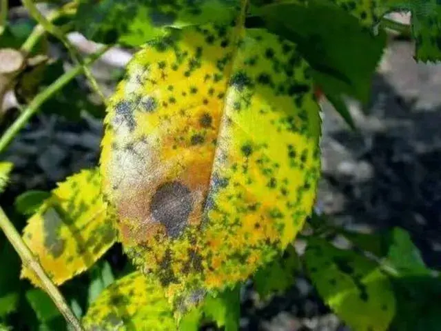 植物常见病虫害的防治