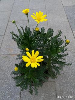 推荐3款耐寒的草本开花植物，在花园或庭院可以成片种植