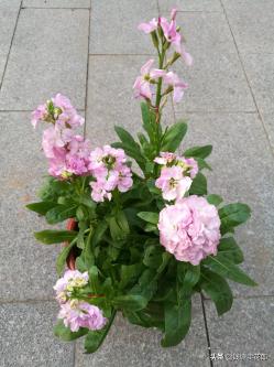 推荐3款耐寒的草本开花植物，在花园或庭院可以成片种植