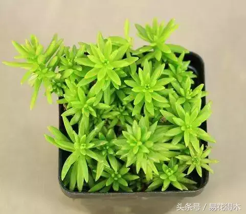 多肉推荐：佛甲草的鉴赏与养护