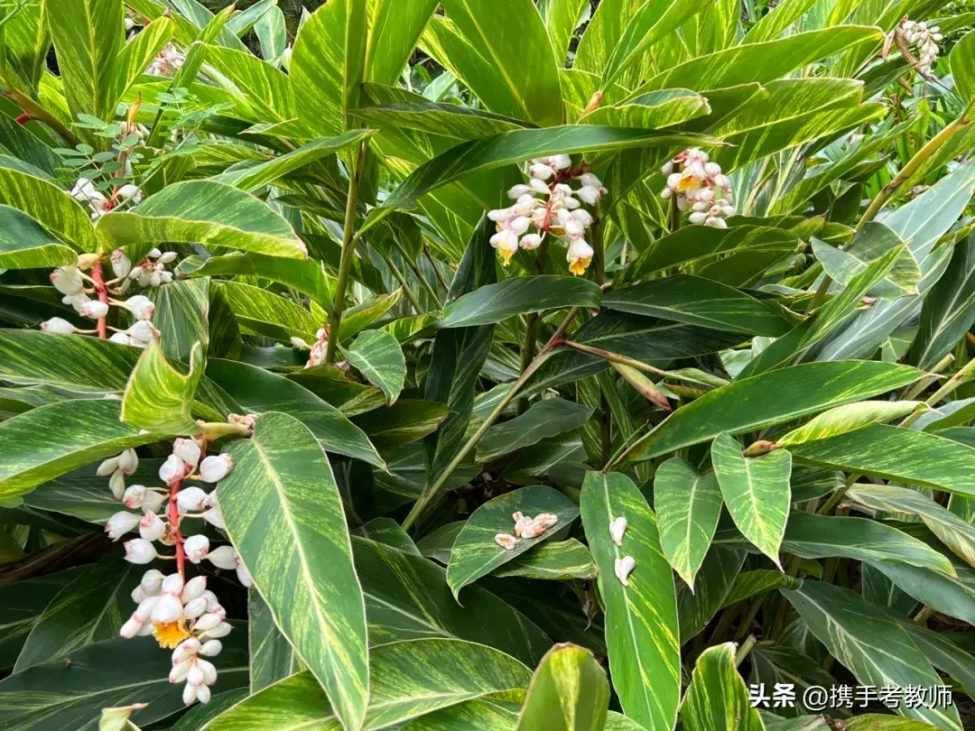 「姜科植物」花叶艳山姜