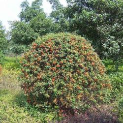 乡土植物在现代城市园林建设中的作用及应用中应注意的问题