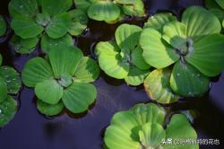 夏季花园水生湿生植物推荐 -园丁