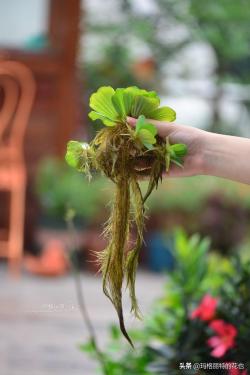 夏季花园水生湿生植物推荐 -园丁