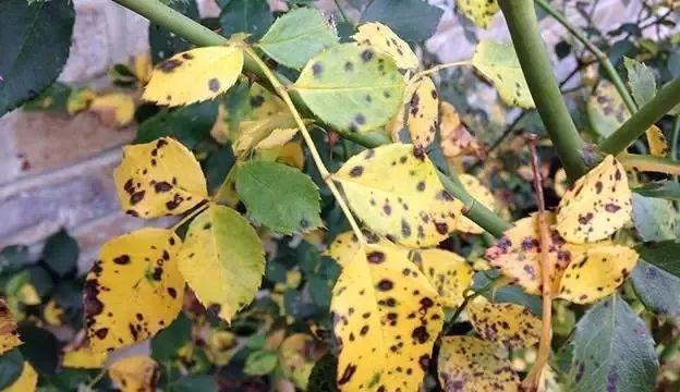 家里的植物变黄，有6种不同情况，这样处理能及时恢复