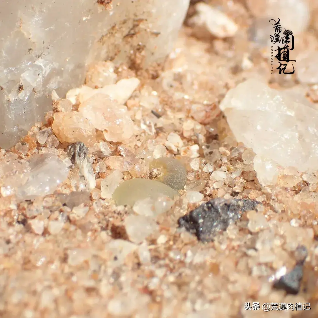 肉锥之迷上了就戒不掉的拉登Conophytum ratum