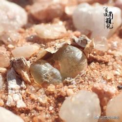 肉锥之迷上了就戒不掉的拉登Conophytum ratum