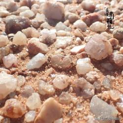 肉锥之迷上了就戒不掉的拉登Conophytum ratum