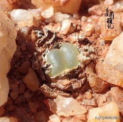 肉锥之迷上了就戒不掉的拉登Conophytum ratum