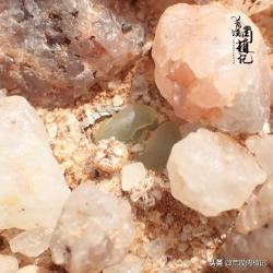 肉锥之迷上了就戒不掉的拉登Conophytum ratum