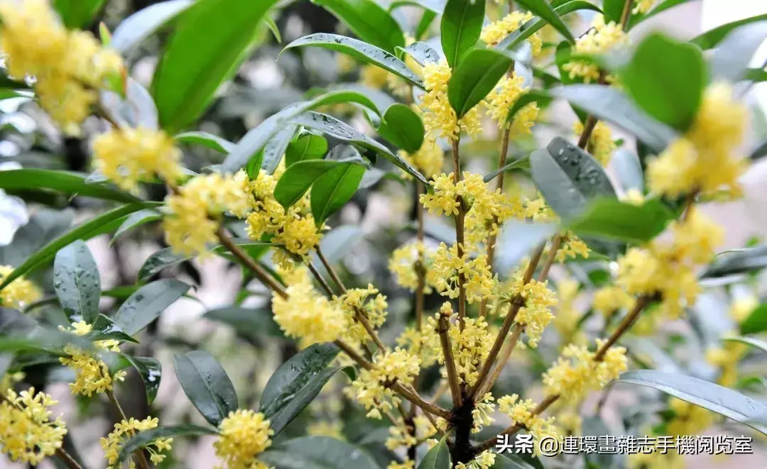 盘点庭院最受欢迎的10种庭院植物