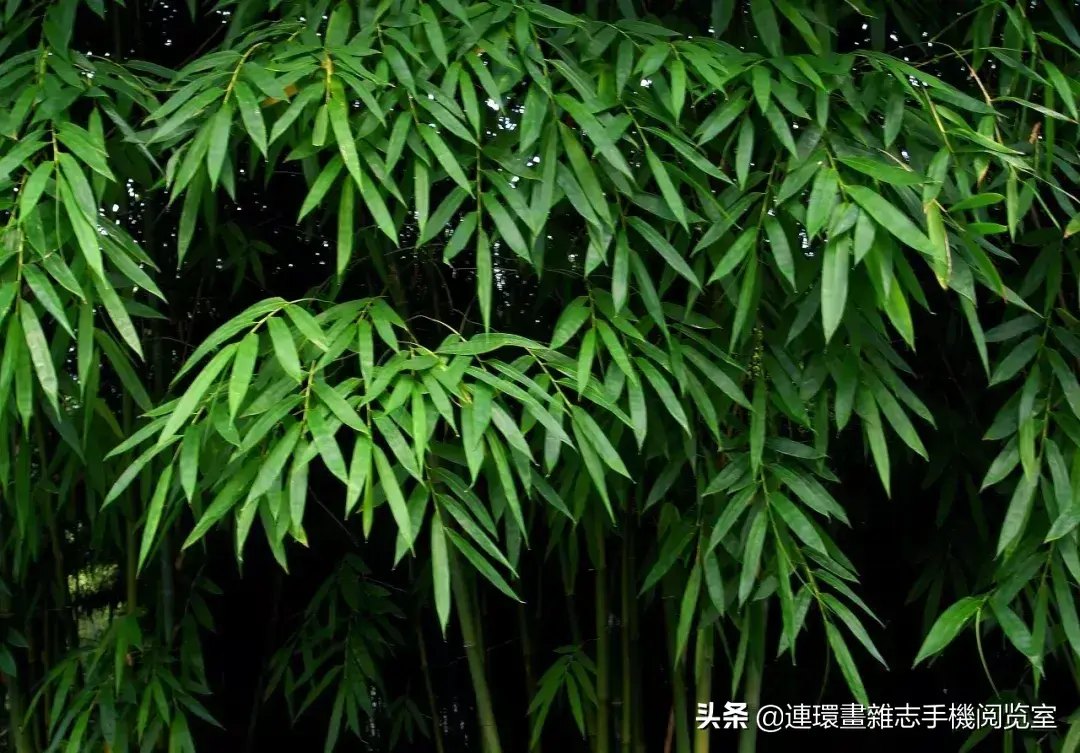 盘点庭院最受欢迎的10种庭院植物