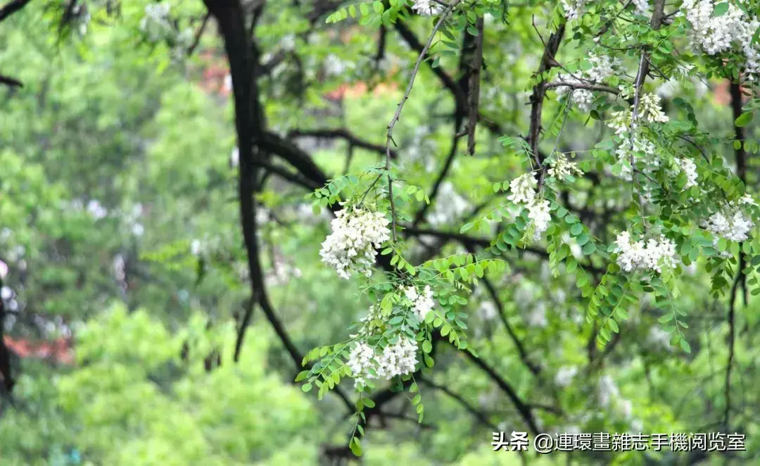 盘点庭院最受欢迎的10种庭院植物