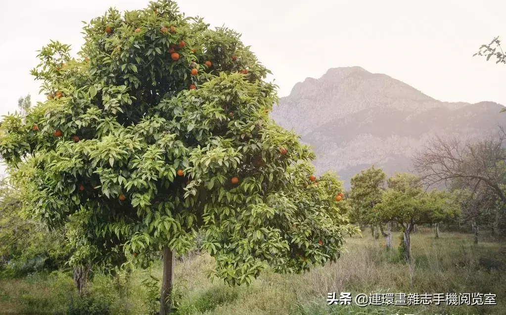 盘点庭院最受欢迎的10种庭院植物