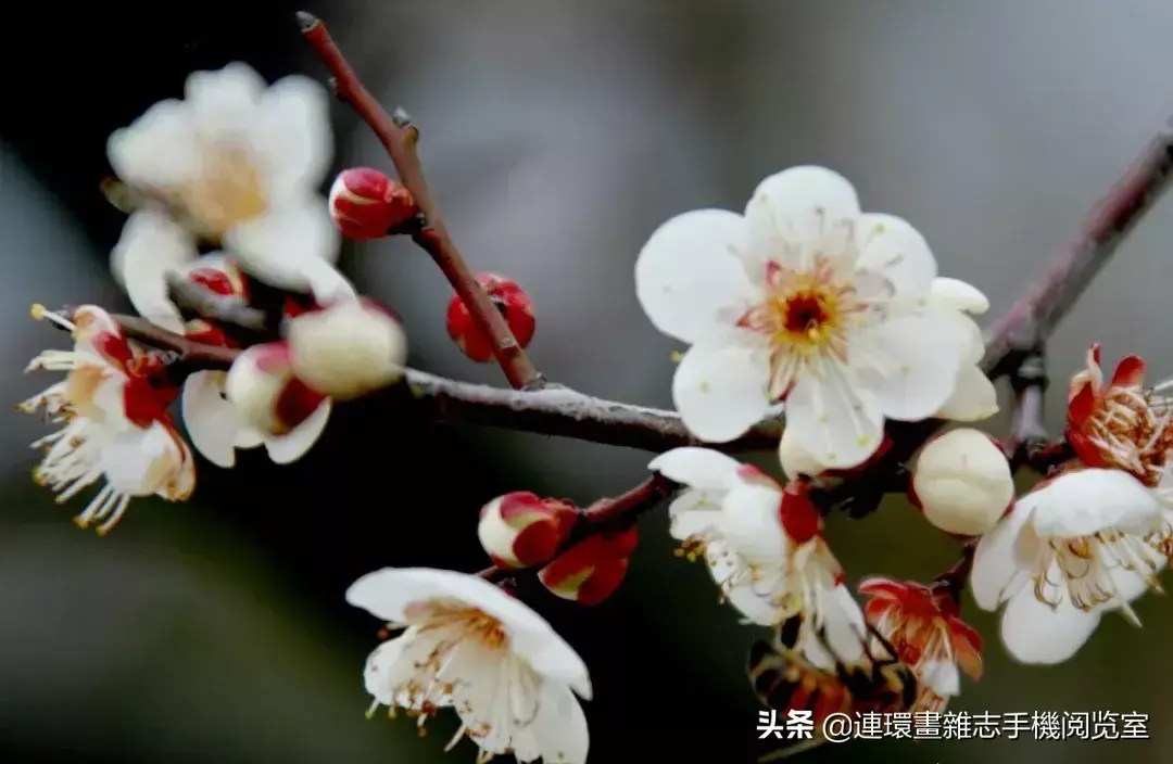 盘点庭院最受欢迎的10种庭院植物