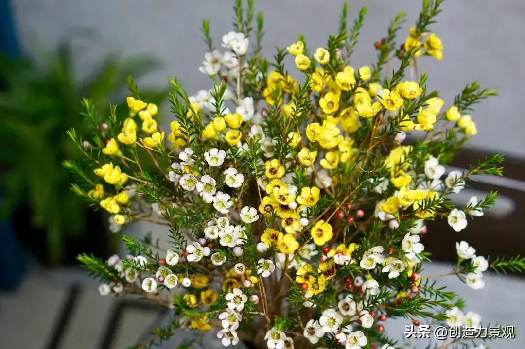 这个冬天，最受欢迎的年宵花-澳洲腊梅