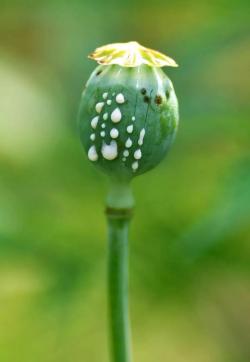 小植图谱丨罂粟，魔鬼降临