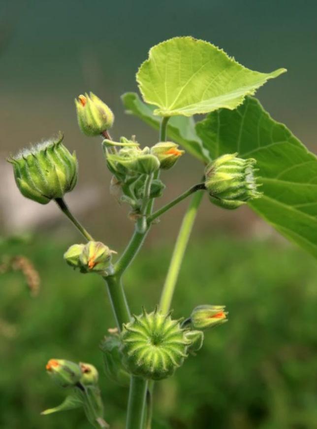 苘麻，在农村是很常见的植物，全身都是“宝”，你了解多少？