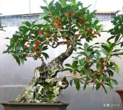 满城桂花飘香，桂花在园林中有哪些应用？