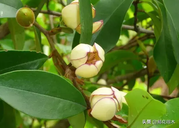 含笑花的鉴赏以及同属品种区别辨识