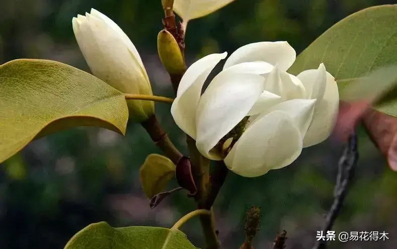 含笑花的鉴赏以及同属品种区别辨识