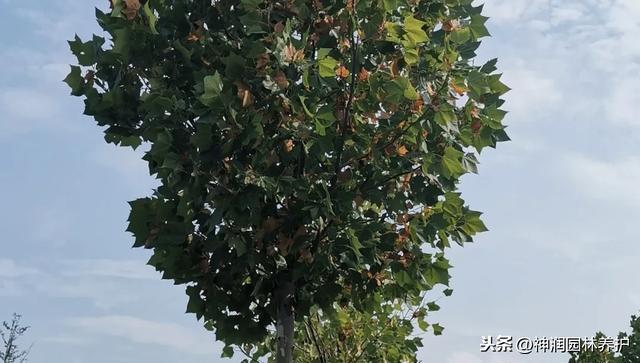 园林植保分享 - 植株枝叶枯黄的原因及对策