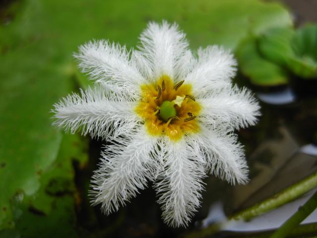 这10种“水生草”夏天养最合适，一碗水就能开一株花，枝叶窜高快