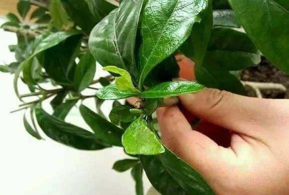 植物“落叶、烂根”怎么救？教你几招，植物长得好根真壮！