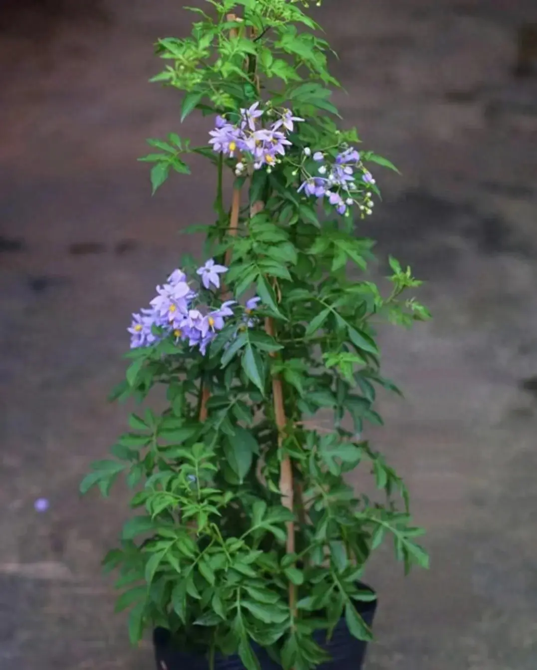 超过大半年都在开花的蓝色悬星藤，适合养花盆里的藤本花