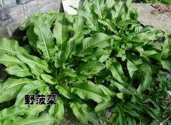 农村路边常见的5种植物，其实是能吃的野菜，只是你不知道