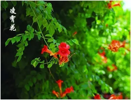 垂直花园首选-攀援植物