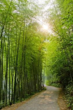 庭院风水说｜你该知道的12种吉祥植物