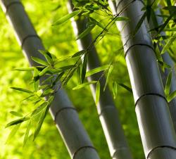 庭院风水说｜你该知道的12种吉祥植物