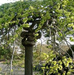 庭院风水说｜你该知道的12种吉祥植物