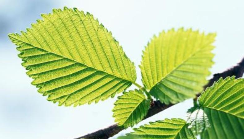 庭院风水说｜你该知道的12种吉祥植物